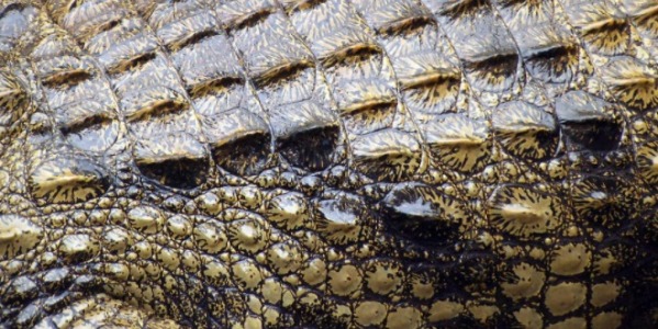 Crocodile Skin: What makes it so special?