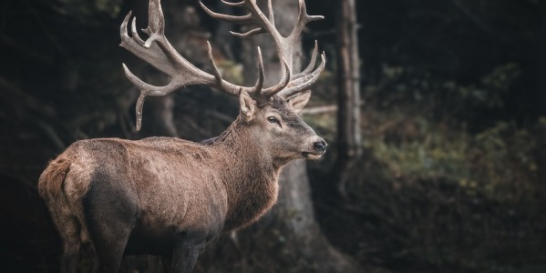 Deer Skin and its main uses